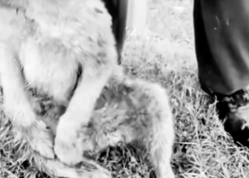 T0807016 Fear turned into trust part2