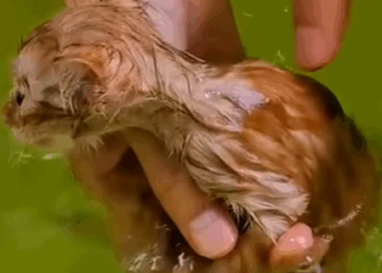 T2107017 my dog did something unexpected animals animalsoftiktok love part2