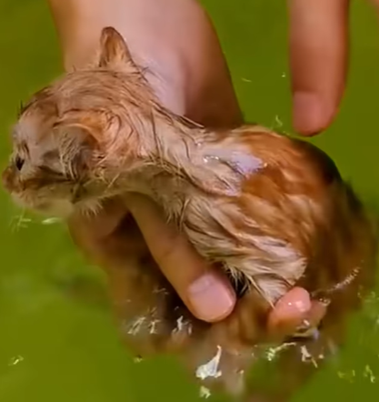 T2107017 my dog did something unexpected animals animalsoftiktok love part2