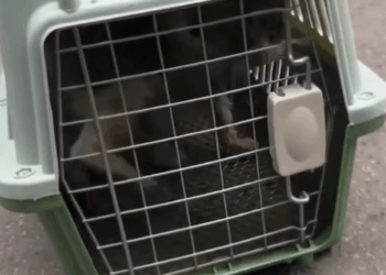 T0207018 no one cares about me part2