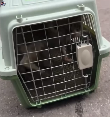 T0207018 no one cares about me part2