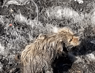 T2107011 Paralyzed and Terrified Dog Trapped in Filthy Puddle Pushes Away Help Until One Person Won Give Up part2