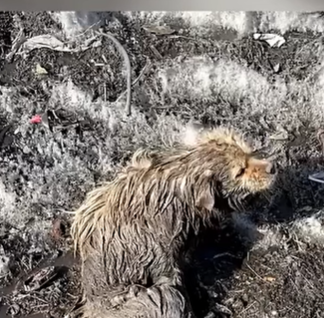 T2107011 Paralyzed and Terrified Dog Trapped in Filthy Puddle Pushes Away Help Until One Person Won Give Up part2