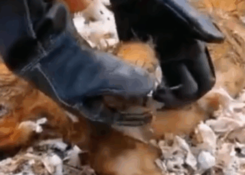 T0207022 Dog Abandoned at the Garbage Heartbreaking Rescue and New Beginning part2