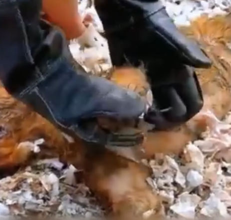 T0207022 Dog Abandoned at the Garbage Heartbreaking Rescue and New Beginning part2