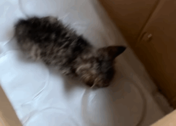 T0807024 Go home cat trending xuhuong fyp pet part2