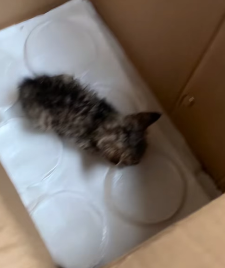 T0807024 Go home cat trending xuhuong fyp pet part2