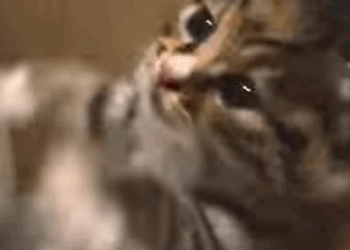 T2107015 Luckily the man discovered the kitten stuck there few days ago part2