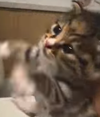 T2107015 Luckily the man discovered the kitten stuck there few days ago part2