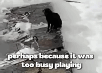 T1207028 The Dog in the Waterfall then miracles happened part2