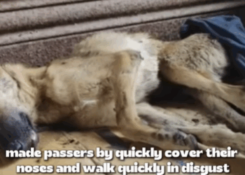 T1207029 Left on the Brink of Death Until Stranger Stepped In part2