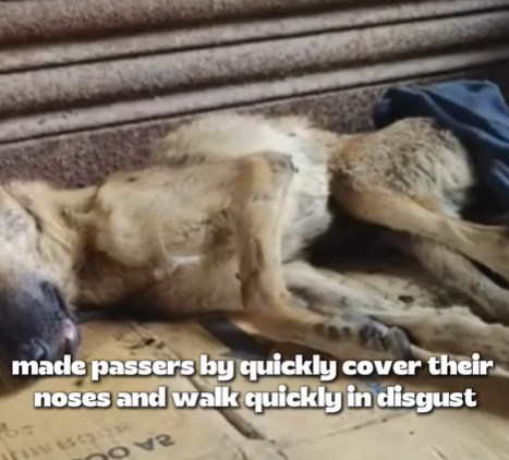 T1207029 Left on the Brink of Death Until Stranger Stepped In part2