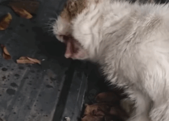 T0807021 From fear to forever part2