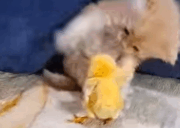 T2107016 Luckily he discovered the cat and rescued it in time part2