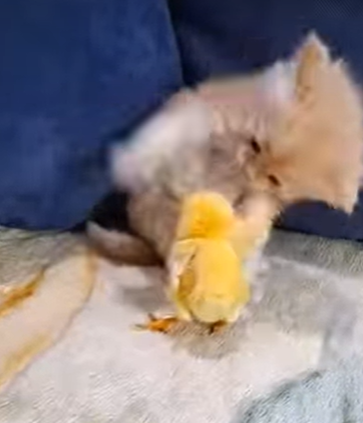 T2107016 Luckily he discovered the cat and rescued it in time part2