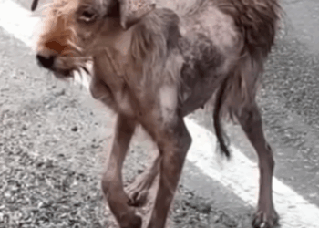 T0207020 Abandoned and Lost Dog Found Heartbreaking Rescue and New Beginning part2