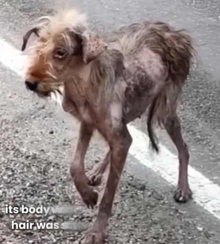 T0207020 Abandoned and Lost Dog Found Heartbreaking Rescue and New Beginning part2