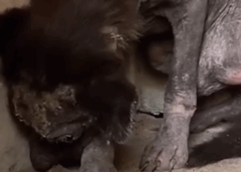 T1207026 The Dog Who Was Rescued Just in Time part2