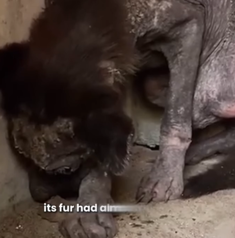 T1207026 The Dog Who Was Rescued Just in Time part2