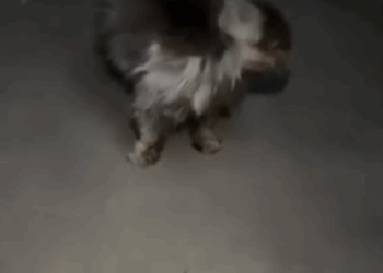 T1207024 Rescuing Cat from the Streets New Beginning part2