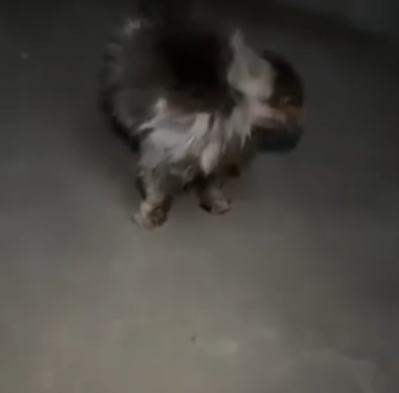 T1207024 Rescuing Cat from the Streets New Beginning part2