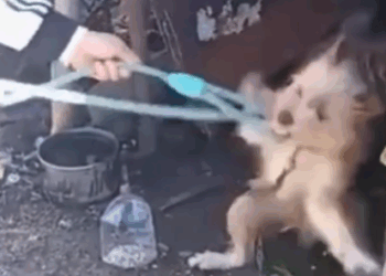 T1207027 Left With Nothing The Dog Whose Owner Gave Up on Him part2