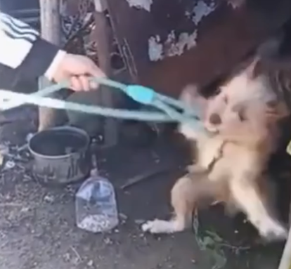 T1207027 Left With Nothing The Dog Whose Owner Gave Up on Him part2