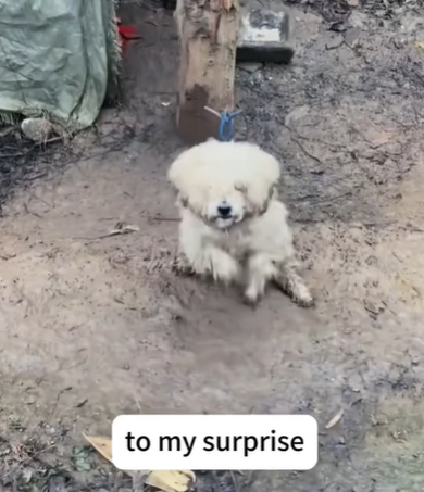 T1207014 Poor dog rescue dog animal fyp love part2