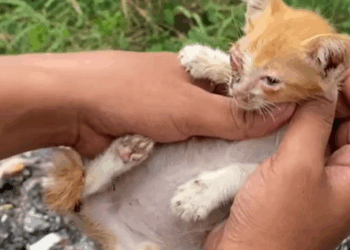 T1207010 Rescue blind kitten abandoned in garbage dump part2
