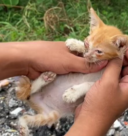 T1207010 Rescue blind kitten abandoned in garbage dump part2