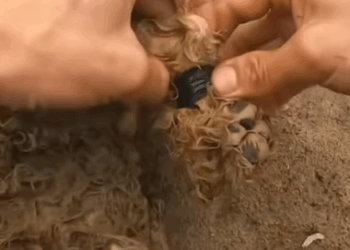 T1207016 Rescue baby dog fyp animal rescue rescueanimal rescuedog rescuedog part2