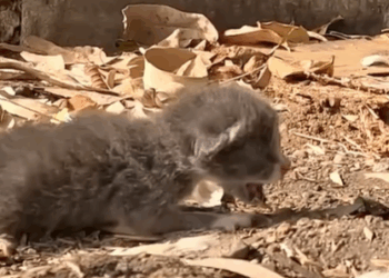 T1207012 Kittens are abandoned what happens next you won believe Animal rescue part2