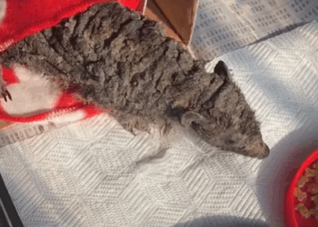 T1207006 Mystery creature looks like dirty rock but proves to be baby animal in need of help part2