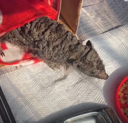 T1207006 Mystery creature looks like dirty rock but proves to be baby animal in need of help part2