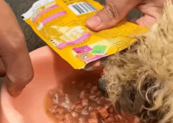 T1207020 Rescue baby dog fyp animal rescue rescueanimal rescuedog rescuedog part2