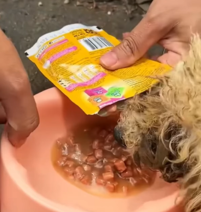 T1207020 Rescue baby dog fyp animal rescue rescueanimal rescuedog rescuedog part2