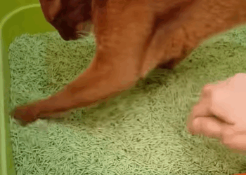 T0807014 Every paw deserves a second chance part2