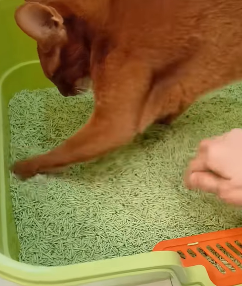 T0807014 Every paw deserves a second chance part2