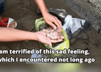 T2107001 Left Alone in the Heat Helpless Pup Abandoned Without Mercy Heartbreaking Farewell part2