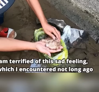 T2107001 Left Alone in the Heat Helpless Pup Abandoned Without Mercy Heartbreaking Farewell part2