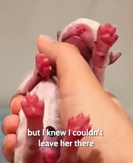 T0207002 Heard Faint Cry on the Road What Found Changed My Life Forever part2