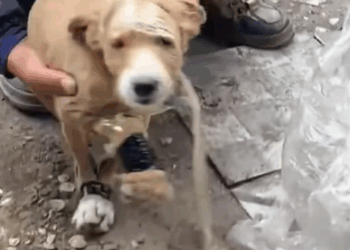 T1207019 man adopted dog that was thrown away at landfill rescue rescuedog rescuepuppy rescueanimals dog dogsofreel puppy animals animalsofreel fyp part2