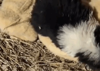 T1207025 Saved From the Streets Loved for Life part2