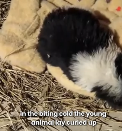 T1207025 Saved From the Streets Loved for Life part2