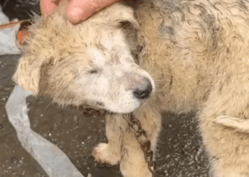 T1207018 Rescue baby dog fyp animal rescue rescueanimal rescuedog rescuedog part2