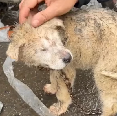 T1207018 Rescue baby dog fyp animal rescue rescueanimal rescuedog rescuedog part2