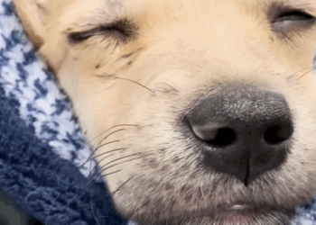 T1207003 Abused Puppy Who Wasn Supposed to Survive Learns to Trust Again part2