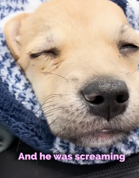 T1207003 Abused Puppy Who Wasn Supposed to Survive Learns to Trust Again part2