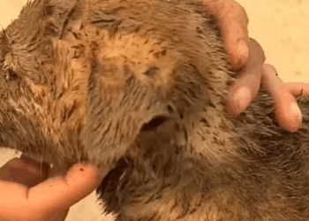 T1207017 Rescue baby dog fyp animal rescue rescueanimal rescuedog rescuedog part2