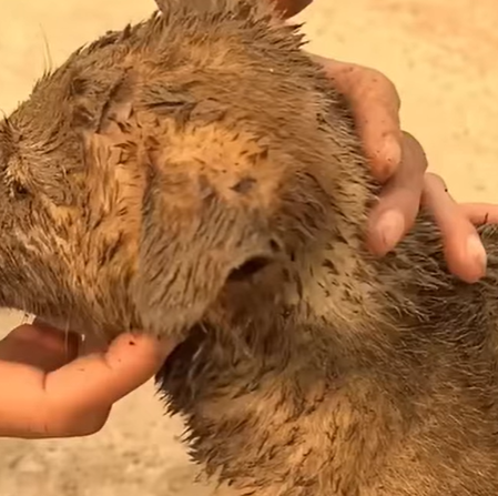 T1207017 Rescue baby dog fyp animal rescue rescueanimal rescuedog rescuedog part2